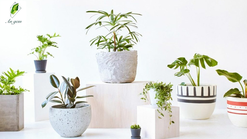 Cây xanh hoặc chậu hoa để bàn